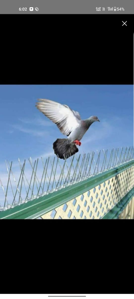 Bird spikes installed on building ledge to deter pigeons
